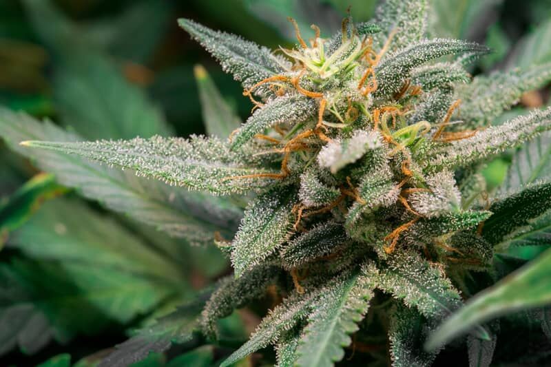 Feminised Seeds