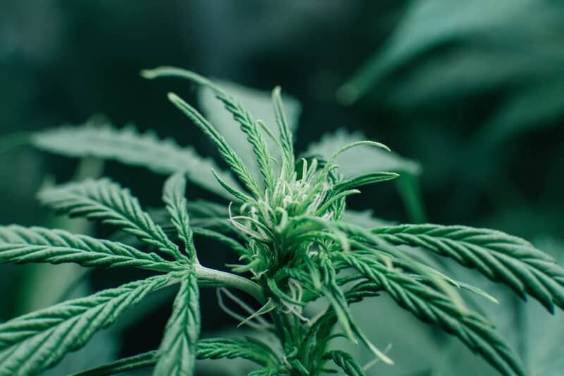 CBD Seeds