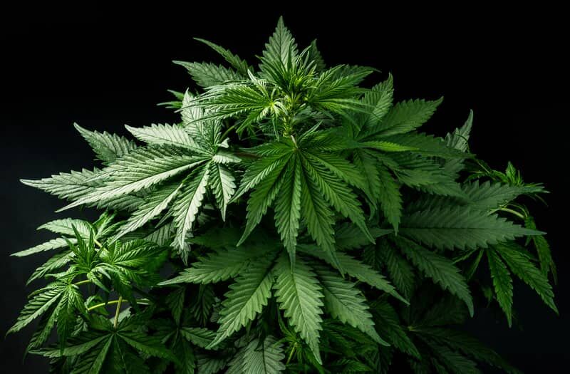 Autoflower Seeds
