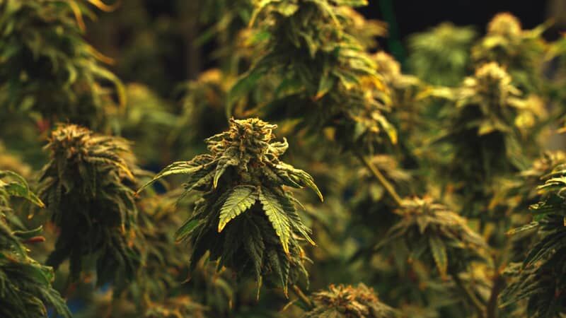 Cheap Cannabis Seeds